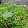 A greenhouse garden bed with various green vegetable plants and seedlings growing in soil covered with straw mulch