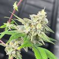 Cannabis plant with flowering buds covered in white trichomes and serrated green leaves