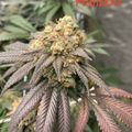 Cannabis plant with purple-tinted leaves and flowering buds at day 64 of growth