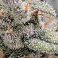 Close-up macro photograph of cannabis flower buds covered in crystalline trichomes and orange pistils