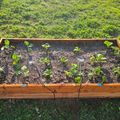 A wooden raised garden bed with young green plants growing in dark soil, surrounded by lush grass and vegetation