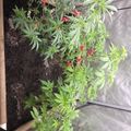 Young plants growing in a wooden planter box inside a greenhouse or covered growing area