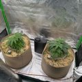 Indoor growing setup with two fabric pots containing plants under reflective material in an enclosed space