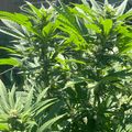 Green leafy plants growing outdoors in natural sunlight