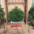 Garden setup with plants growing in containers and raised beds with support structures
