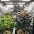 Indoor grow tent with various plants under artificial lighting