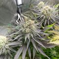 Cannabis plants growing in an indoor cultivation setup with flowering buds visible