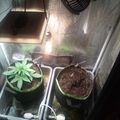 Indoor growing setup with plants in containers under artificial lighting with ventilation system