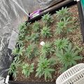 Indoor growing setup with plants in soil under reflective material with watering equipment