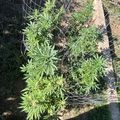 Garden plants growing inside wire tomato cages in a backyard setting