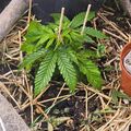 A young plant with serrated green leaves growing in a container with soil and straw mulch, supported by wooden stakes