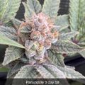 Cannabis plant with trichome-covered buds and serrated leaves at day 59 of flowering stage