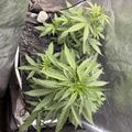 Indoor plant growing setup with green leafy plants in containers under grow lights