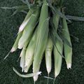 Fresh corn on the cob with green husks arranged on grass