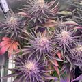Cannabis plants with purple-tinted leaves growing under grow lights in an indoor cultivation setup