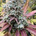 Cannabis plant with purple-tinged leaves and dense flower buds covered in white trichomes