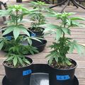 Several potted plants with green leafy foliage arranged on a wooden deck, with blue labels on black containers