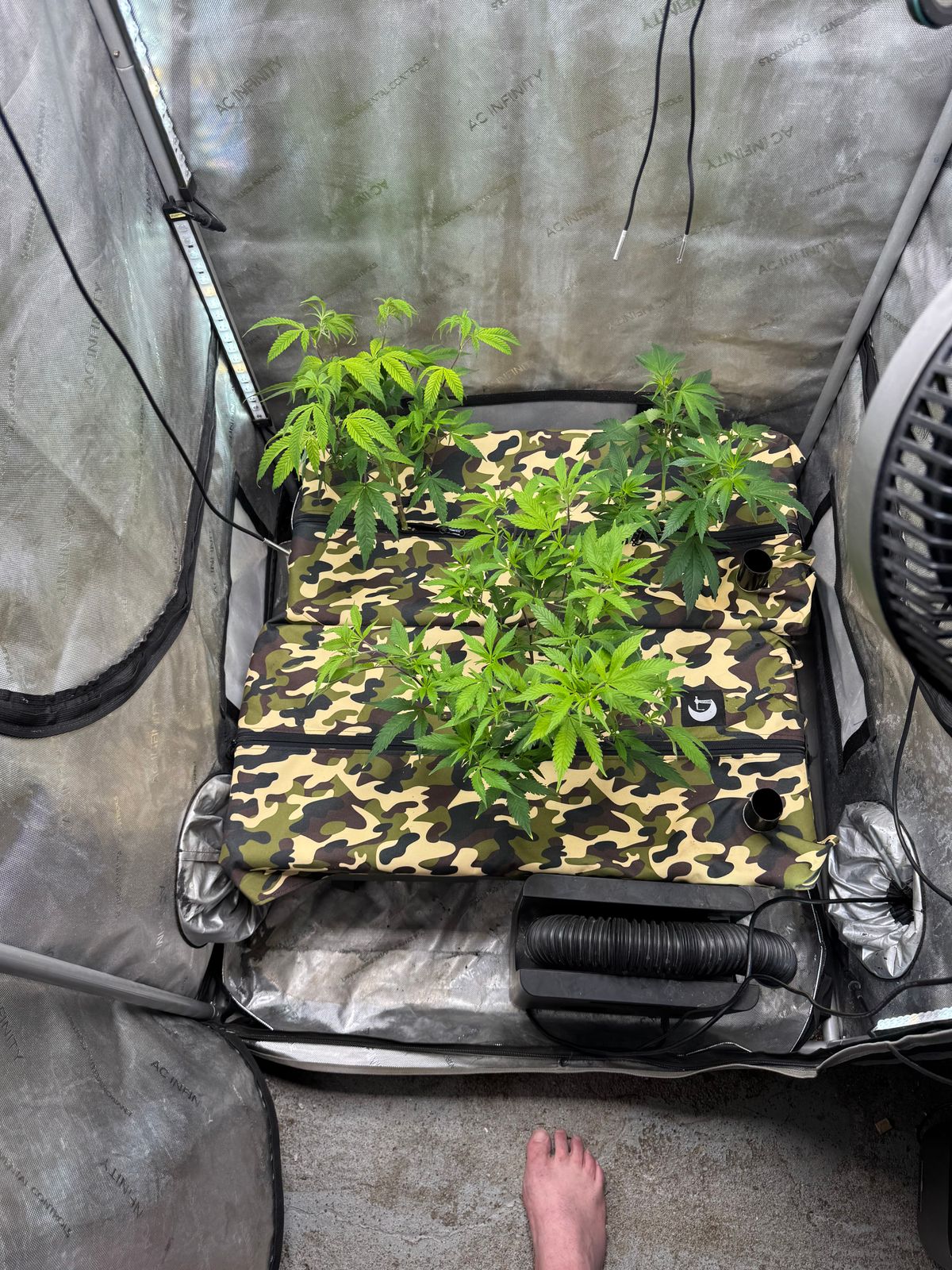 Indoor growing tent with plants under artificial lighting