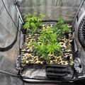 Indoor growing tent with plants under artificial lighting