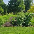 A backyard vegetable garden with planted rows, trellises for climbing plants, and a red garden hose, surrounded by green grass and mature trees