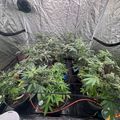 Indoor growing tent with plants and ventilation equipment