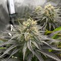 Cannabis plant with flowering buds growing in an indoor cultivation facility