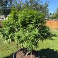 A large leafy plant growing in a circular planter in a residential backyard with green grass and wooden fencing