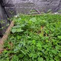 A dense garden bed filled with various green leafy plants and seedlings growing in what appears to be a greenhouse or covered growing area with reflective material visible in the background.