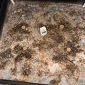 A terrarium or enclosure with soil, small circular objects, and a white container in the center, surrounded by a black frame