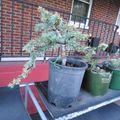 A small coniferous tree or bonsai plant in a dark pot sits on a porch or balcony with brick walls and metal railings, alongside other potted plants