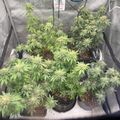 Indoor plants growing in pots under artificial lighting in a tent-like enclosure