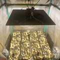 Indoor grow tent setup with reflective walls, overhead lighting fixture, and camouflage-patterned growing containers on the floor