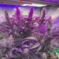 Indoor plants growing under purple LED grow lights in a cultivation tent