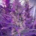 Indoor plants growing under purple LED grow lights in a cultivation facility