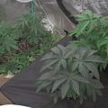 Indoor plants growing in containers under artificial lighting
