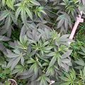 Cannabis plants growing in pots with support netting