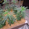 Indoor garden setup with plants growing in a wooden planter box with straw mulch on a tiled floor
