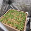 Indoor growing setup with seedlings in a raised bed container under a grow tent with ventilation fan