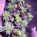Indoor plants growing under purple grow lights in pots