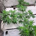 Indoor growing setup with plants in a reflective tent enclosure