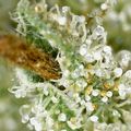 Close-up of small white flowers with water droplets and a brown insect on the petals