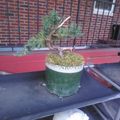 A small bonsai tree in a green pot sits on a blue table or cart, with a brick building and metal railing visible in the background