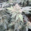 Cannabis plants with serrated leaves and flowering buds growing outdoors
