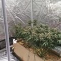 Indoor greenhouse tent with plants growing in raised wooden planters with straw mulch