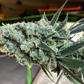 A mature cannabis plant with dense, frosty buds and serrated leaves being held by hands