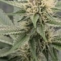 Cannabis plant with mature flowering buds covered in white trichomes and pistils
