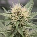 Cannabis plant flower with white pistils and trichome-covered leaves