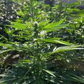 Green leafy plants growing in a garden or outdoor setting