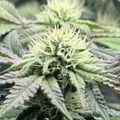 Cannabis plant with white pistils and trichomes during flowering stage