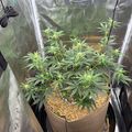 Indoor growing setup with plants in fabric pot under grow tent